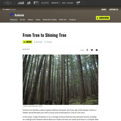 From Tree to Shining Tree | Radiolab | WNYC Studios