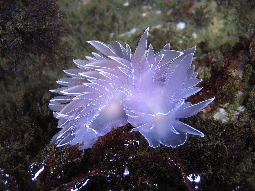 beautiful-unusual-sea-slugs-13__880.jpg