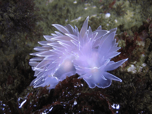 beautiful-unusual-sea-slugs-13__880.jpg