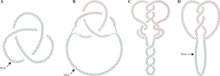cartoons-illustrating-the-topology-of-different-dna-molecules-a-unreplicated-circular.png