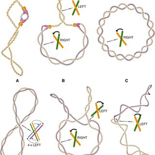 topological-transitions-during-replication-of-circular-dna-a-supercoiled-dna-that-just_q320.jpg
