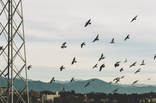 flocking-birds.jpg