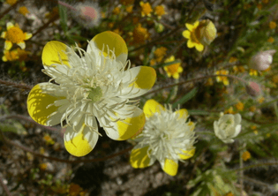 Platystemon californiacus