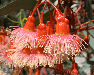eucalyptus-torquata-flowers-close-up.jpg