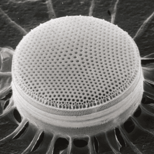 detail-_csiro_scienceimage_7632_sem_diatom_-cropped-.jpg