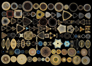diatoms_wf_fig01.jpg