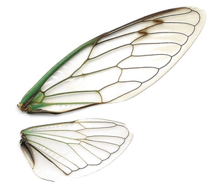 insect-wing-anatomy-fresh-18-best-insect-wings-images-on-pinterest-of-insect-wing-anatomy.jpg