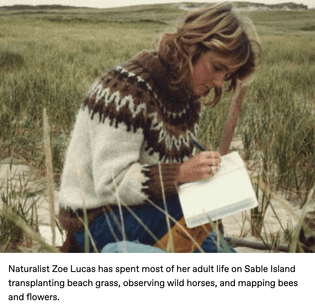 Naturalist Zoe Lucas has spent most of her adult life on Sable Island transplanting beach grass, observing wild horses, and mapping bees and flowers.