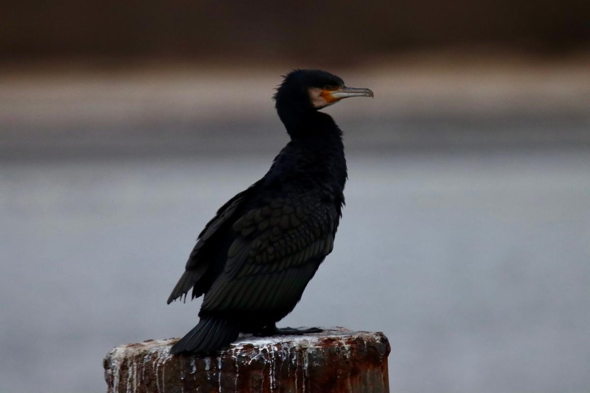 A photo of a random bird