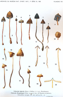 Images of 20 psilocybe mushrooms, 13 of which belong to psilocybe fagicola heim while 7 belong to psilocybe hoogshageni Heim