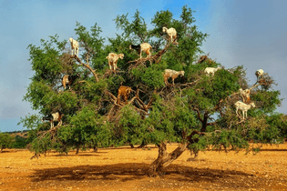 goats-argan-trees-7-255b6-255d.jpg?imgmax=800