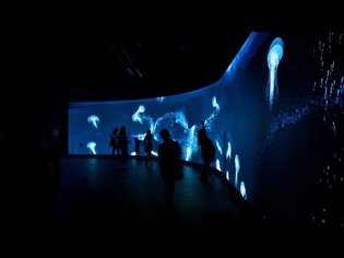 Virtual Gulf Stream Aquarium: Interactive Digital Wall Projection