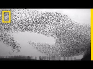Flight of the Starlings