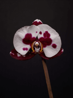 phalaenopsis_rorschach_s19_tb_151126_orchidelrium_origin_835_w1-copy_cms2.jpg