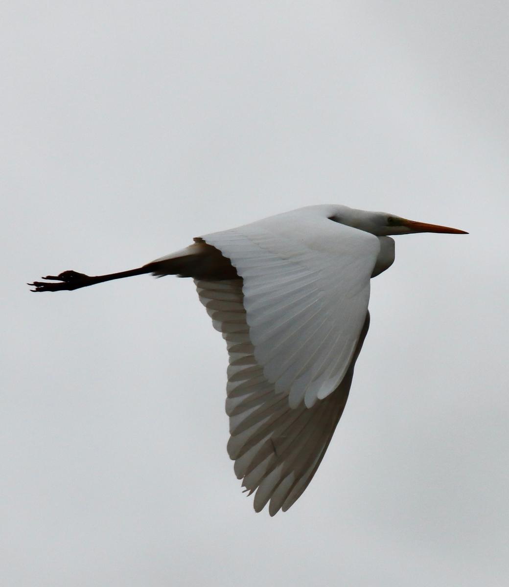 area bird of the moment: 0740c4dc-324a-481d-90df-16f28d5d6484.jpg
