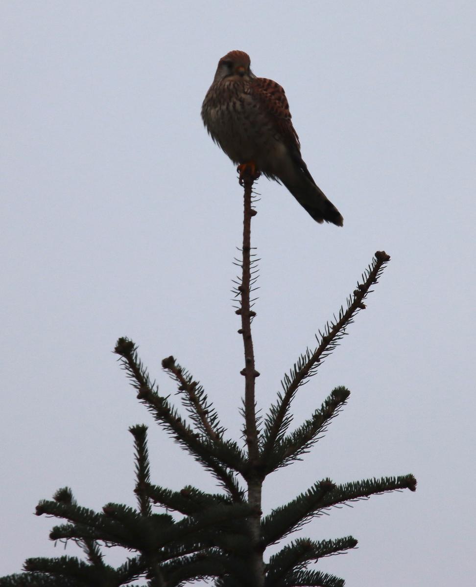 A photo of a random bird