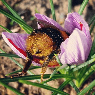 bumblebee-butt1.jpg