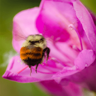bumblebee-butt9.jpg