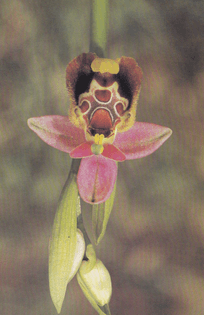 Bee-mimicry by the Late Spider Orchid (1979)
