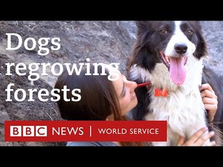 Dogs with backpacks revive forests in Chile devastated by wildfires - BBC World Service