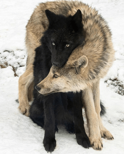 2 wolves :o)