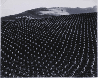 Edward Weston, Tomato Field (1937)