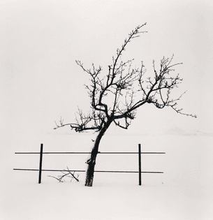 Michael Kenna. Tree and Fence, Nakafurano, Hokkaido, Japan. 2012. Impresión con sales de plata en sepia, 19.5 x 20 cm.