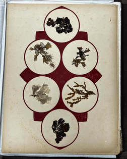 Seaweed specimens arranged in shapes from ‘Lose Blätter der Flora aus Adria’s Tiefen,’ [Loose leaves of the Flora from the depth of the Adriatic Sea], 1887. The portfolio includes 12 cardboard plates with 100 specimens of seaweed.