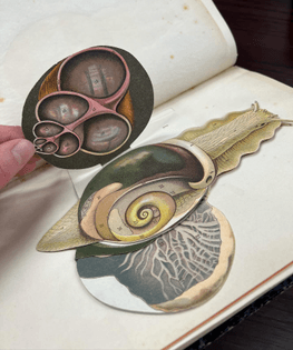 natomy of snail from 1916 featuring fold out details! ‘L’escargot (anatomie et dissection): planches coloriées à feuillets découpés et superposés’ by Jules Philippe Louis Anglas.