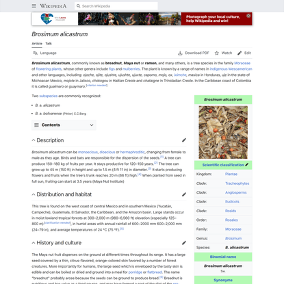 Brosimum alicastrum - Wikipedia