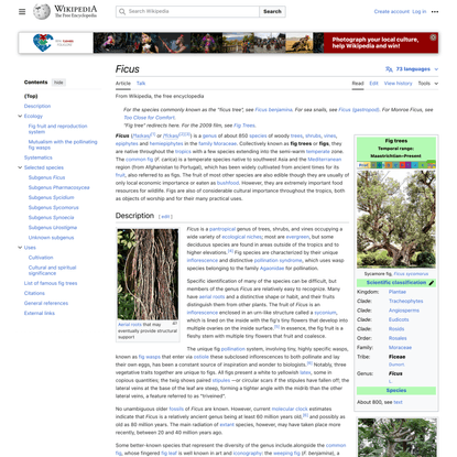 Ficus - Wikipedia