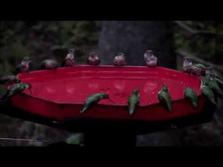 hummingbird pool party