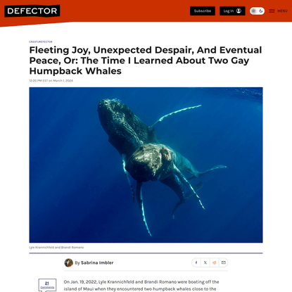 Fleeting Joy, Unexpected Despair, And Eventual Peace, Or: The Time I Learned About Two Gay Humpback Whales | Defector