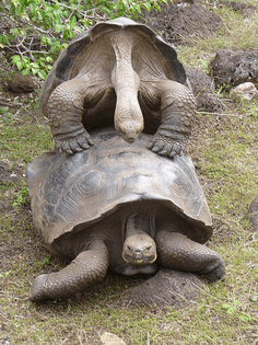 450px-galapagos_tortoise_mating.jpg