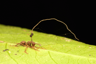 carpenter-ants-ophiocordyceps-unilateralis-fungi.jpg