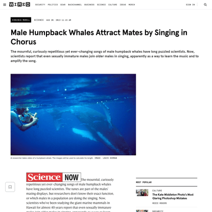 Male Humpback Whales Attract Mates by Singing in Chorus