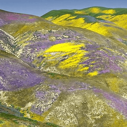 𝕭𝖑𝖚𝖒𝖊𝖓𝖍𝖆𝖚𝖘 on Instagram: “Desert Superbloom is a rare natural phenomenon in which intense rainfall brings to life thousand o...