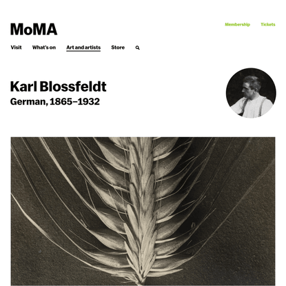 Karl Blossfeldt | MoMA