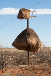 South African social weaver nest