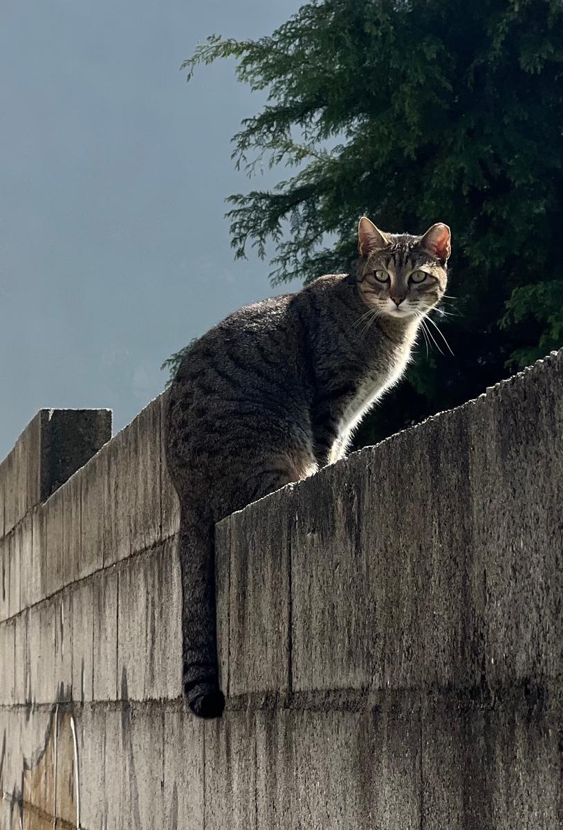 A photo of a random bird