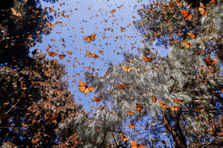 monarch-butterflies.jpg