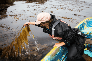 seaweed-farming-climate-02.webp