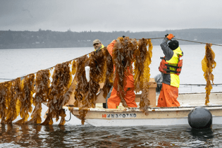 seacharrones-kelpharvest2022-00245.jpg