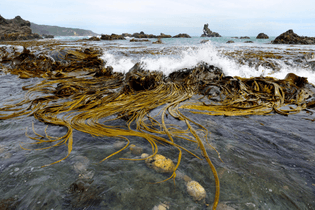 giant-kelp-provides-a-buffer-against-stormy-waves_r56ffd-scaled-1.jpg