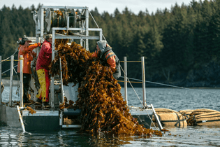 220315-seaweed-farming-aquaculture-atlantic-sea-farms-maine-alaska-climate-nutrition-sweetgreen-1-12-harvesting-kelp-in-alas...