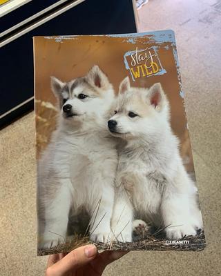 photo capturing the phrase, stay wild