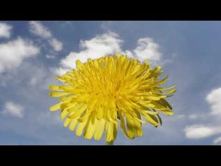 Time lapse Dandelion flower transforming to seed head. Filmed over 1 month. Flor de diente de Leon
