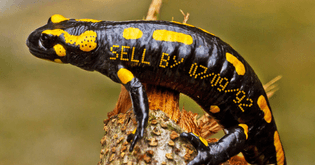 Salamander with Sell-By Date