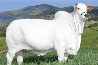The Most Expensive Cow Ever Sold