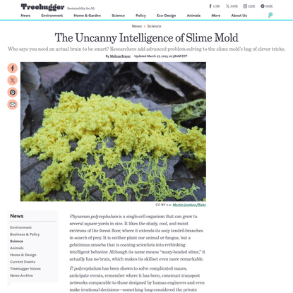 The Uncanny Intelligence of Slime Mold